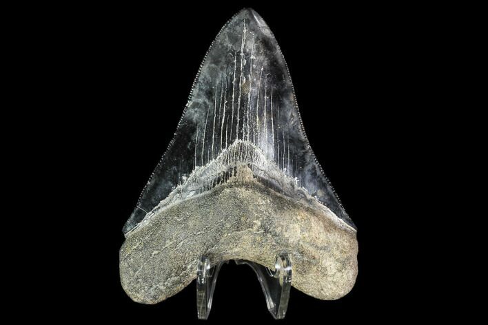 Serrated, Fossil Megalodon Tooth - Georgia #104977